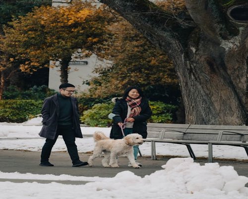 A couple walking their dog in a city park